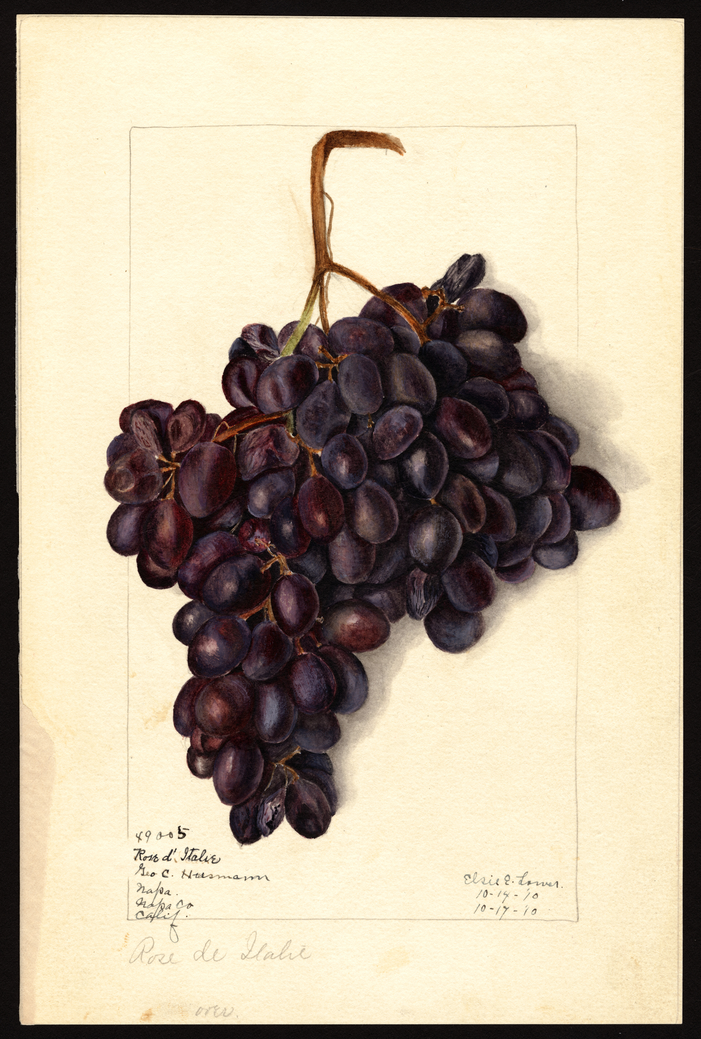 The Dowdells: From the Emerald Isle to St. Helena in 1869