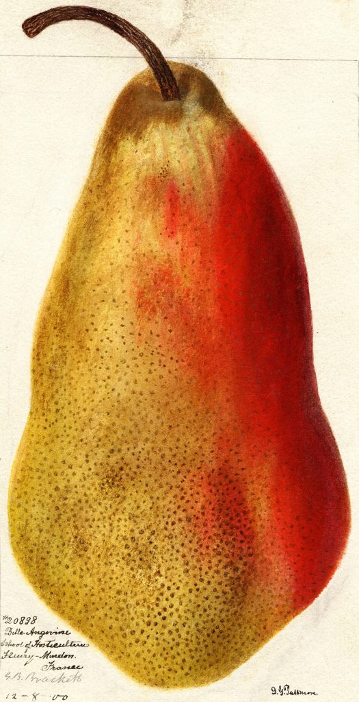 Belle Angevine pear, 1900 USDA pomological watercolor (public domain)